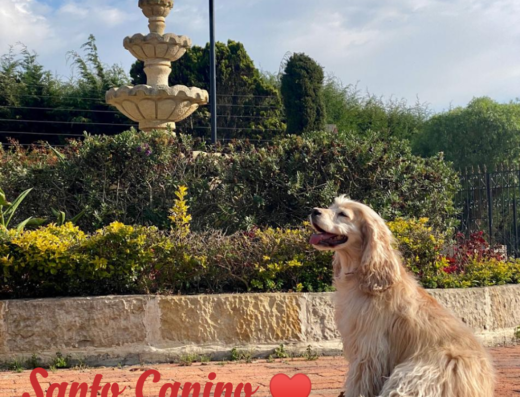 Santo Canino