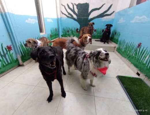 Satori Centro Canino