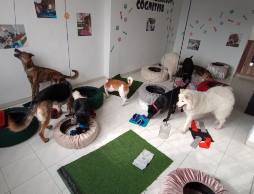 Satori Centro Canino