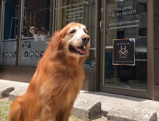 SIR GROOMER | Peluquería Canina & Boutique