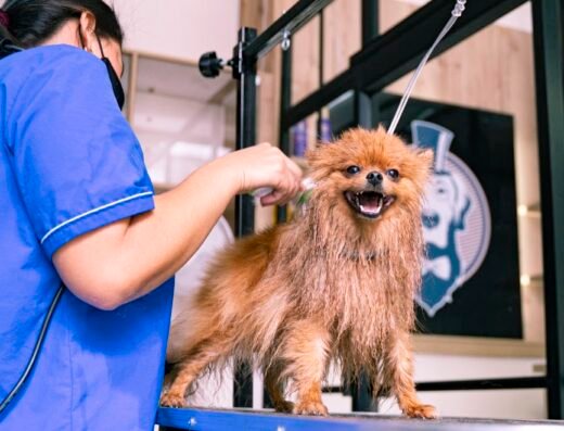 SIR GROOMER | Peluquería Canina & Boutique