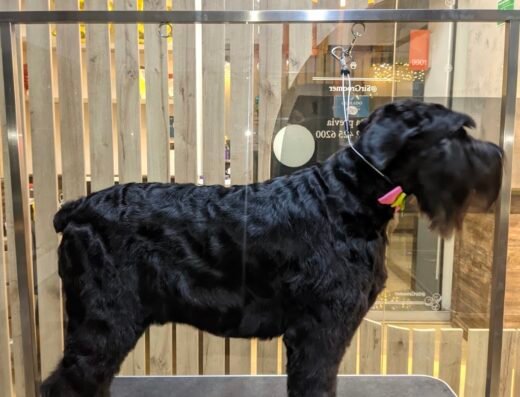 SIR GROOMER | Peluquería Canina & Boutique | POBLADO