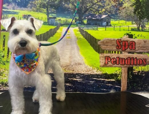 SPA PELUDITOS