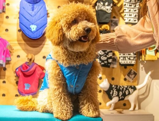 Tienda de ropa para perros y gatos: Chiko Pipo 🐶🐱❤️