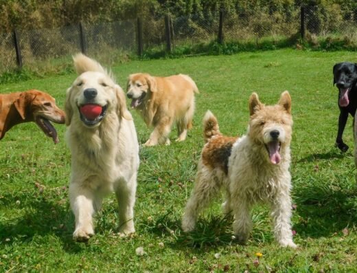 Tierra de Perros
