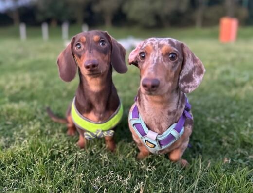 Todo Mascotas – Criadero de Perros | Crianza Responsable