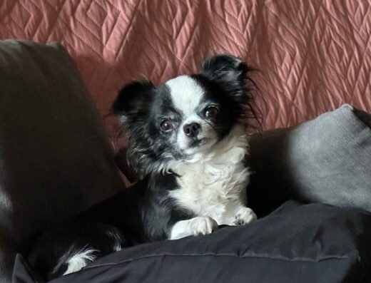 Todo Mascotas – Criadero de Perros | Crianza Responsable