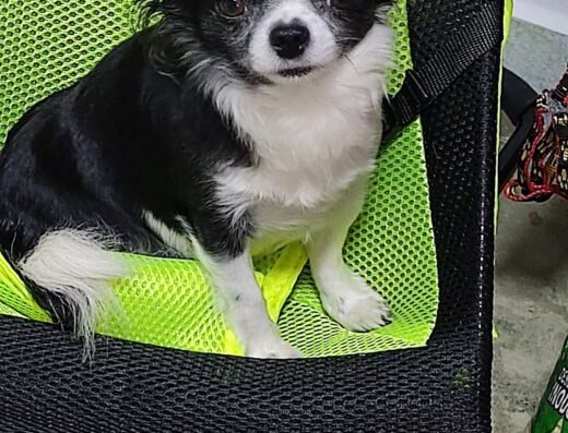 Todo Mascotas – Criadero de Perros | Crianza Responsable