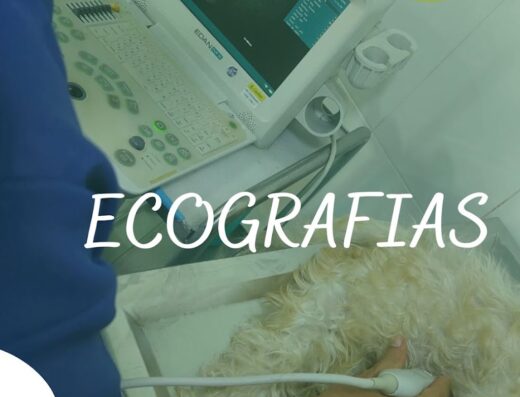 U M V Profesionales Al Cuidado De Su Mascota S.A.S