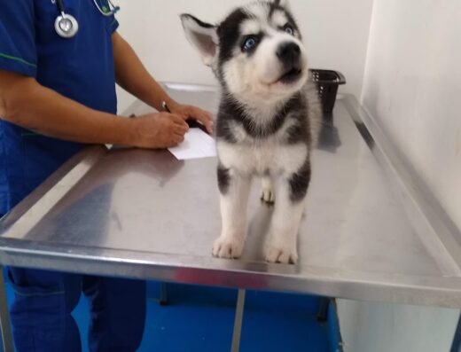 U M V Profesionales Al Cuidado De Su Mascota S.A.S