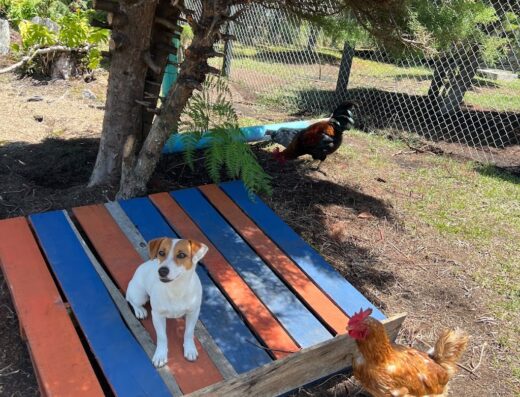Universo Canino Marinilla
