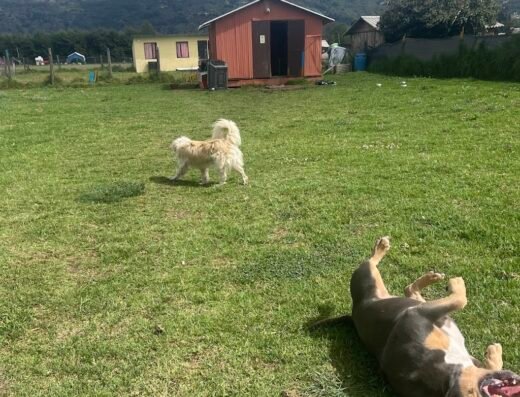 Urban Dogs Colombia Centro de Entrenamiento Canino⁠