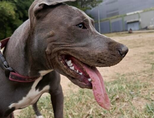 Vamos mascotas guarderia canina – Paseo de perros