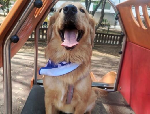 Vamos mascotas guarderia canina – Paseo de perros