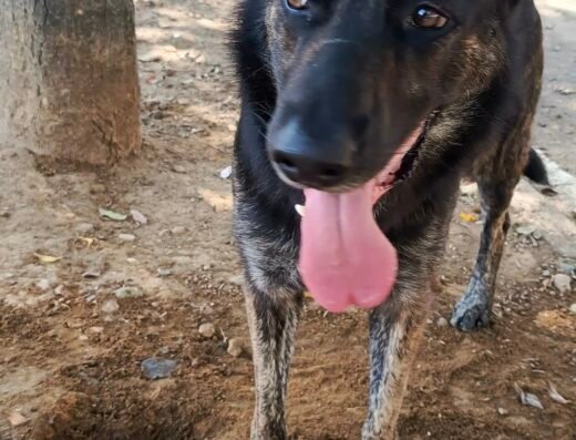 Vamos mascotas guarderia canina – Paseo de perros