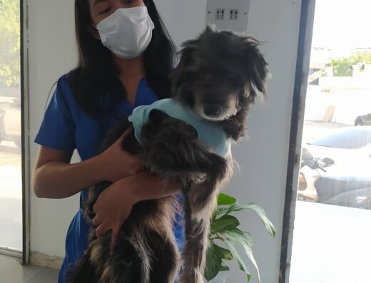 Veterinaria Mascotas Sanas