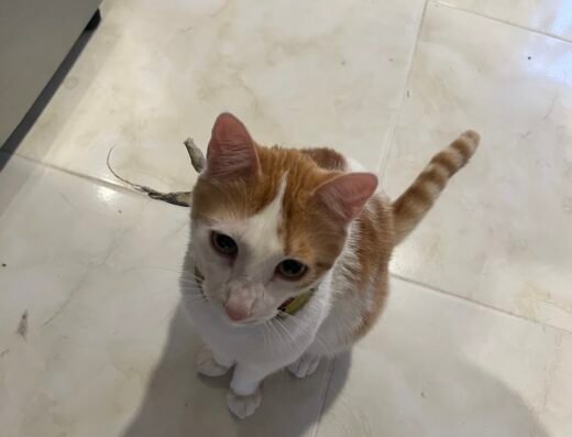 VetHome Oriente Servicios Veterinarios a Domicilio