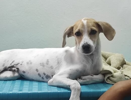 VETPLUS CENTRO VETERINARIO
