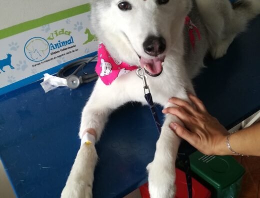 Vida Animal Clínica Veterinaria