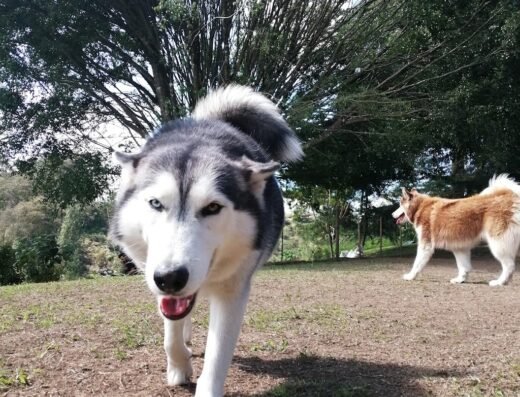 Villa del Pastor Guarderia Canina