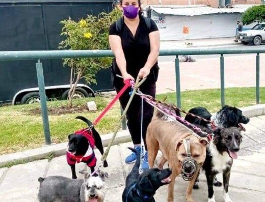 walking dogs Bogota