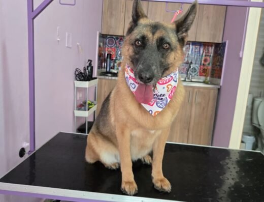 Aldi Pets spa canino