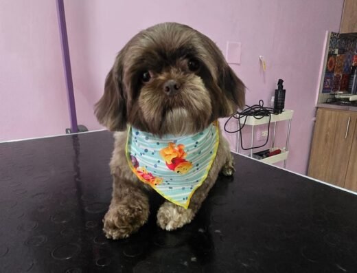 Aldi Pets spa canino