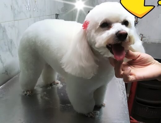 Alta Peluqueria Canina Y felina Rocco
