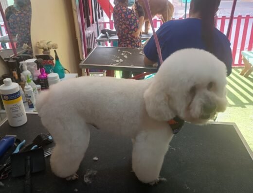 Alta Peluqueria Canina Y felina Rocco