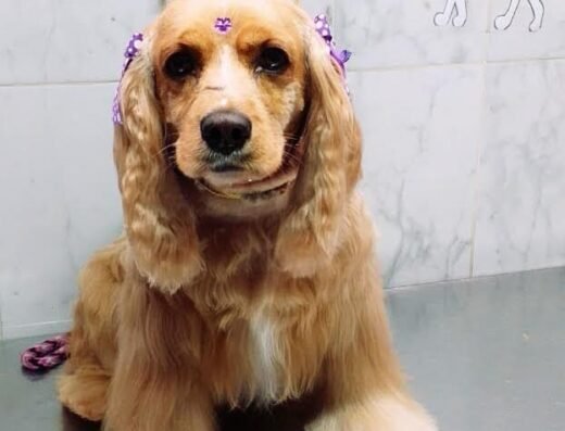 Alta Peluqueria Canina Y felina Rocco