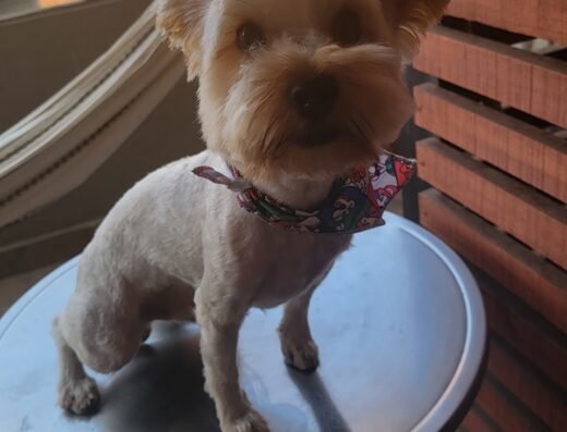 ANIMAL CHAMPION