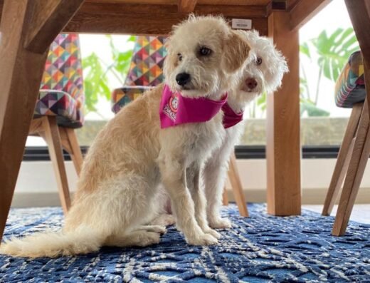 Belleza Canina y Felina