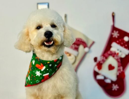 BELLOS PELUQUERIA CANINA Y TIENDA