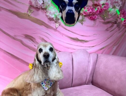 BLACK DOG GROOMING (ESCUELA DE PELUQUERIA CANINA)