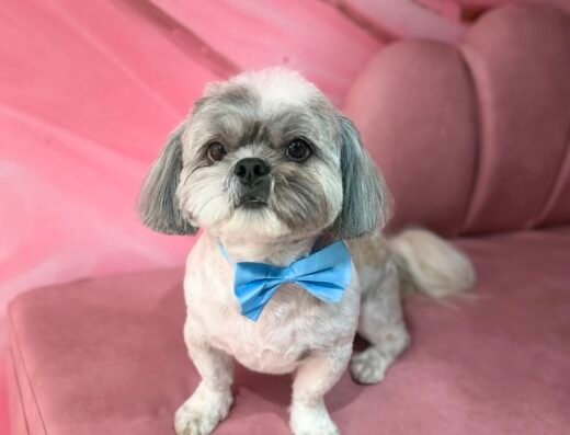 BLACK DOG GROOMING (ESCUELA DE PELUQUERIA CANINA)