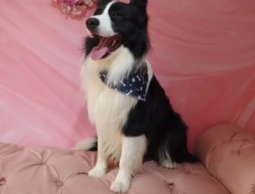 BLACK DOG GROOMING (ESCUELA DE PELUQUERIA CANINA)