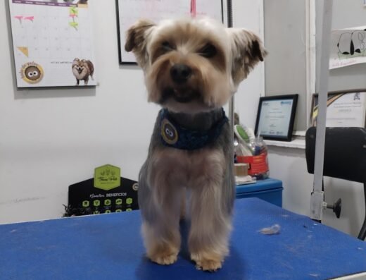 Bola de Pelos Grooming Profesional