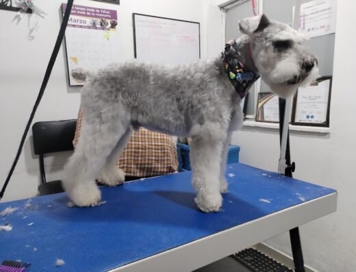 Bola de Pelos Grooming Profesional