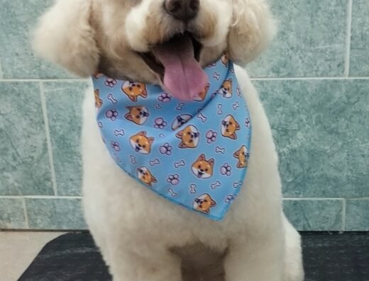 CANITO’S Servicio De Peluqueria Canina Groomer Andris Gómez