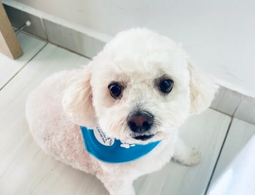 CANITO’S Servicio De Peluqueria Canina Groomer Andris Gómez