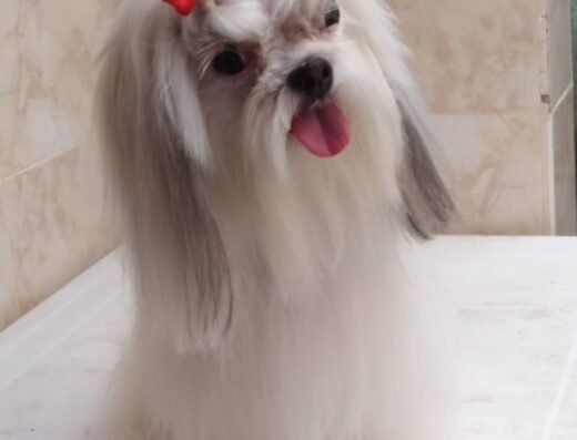 CANITO’S Servicio De Peluqueria Canina Groomer Andris Gómez