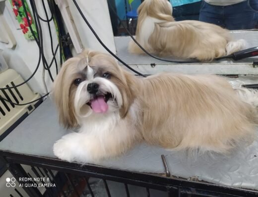 Catdog peluquería