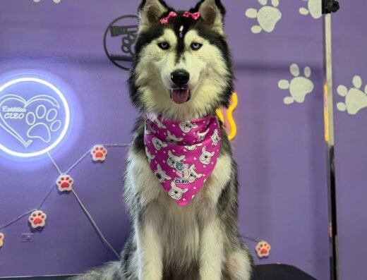 Centro estético canino y felino CLEO