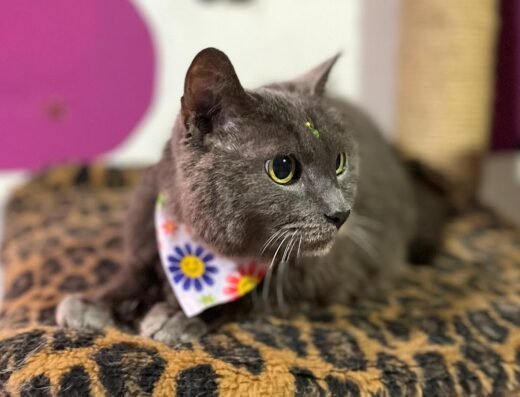 Centro estético canino y felino CLEO