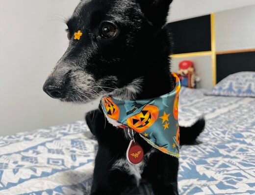 Consentidos Vet Spa