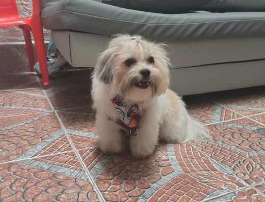 Dalpi pet’s