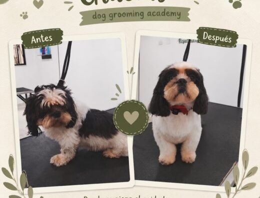 DOG GROOMING ACADEMY PELUQUERÍA CANINA Y FELINA