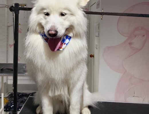 Dogce Maison Petgrooming | Peluquería Canina y Felina