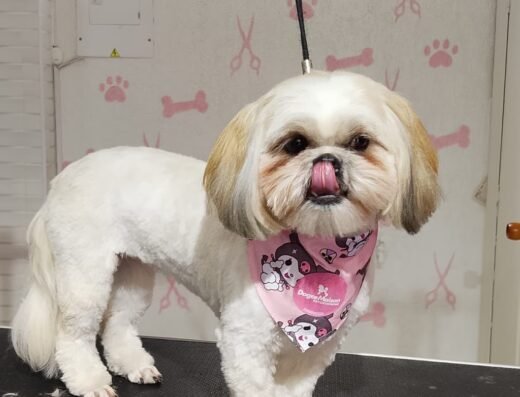 Dogce Maison Petgrooming | Peluquería Canina y Felina