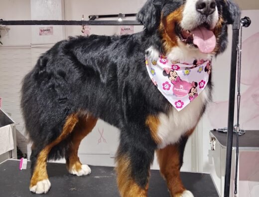 Dogce Maison Petgrooming | Peluquería Canina y Felina
